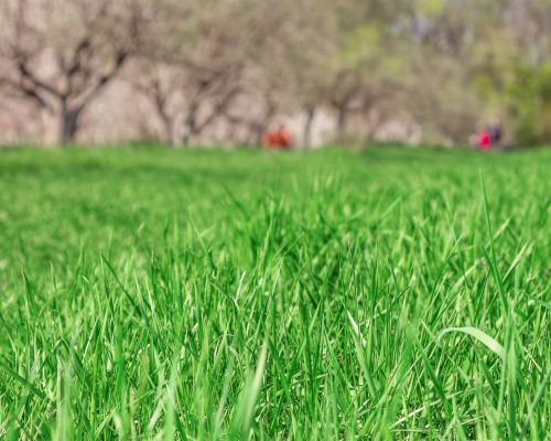 Close up green grass field with blur blooming garden in the background Close up green grass field with blur blooming garden in the background