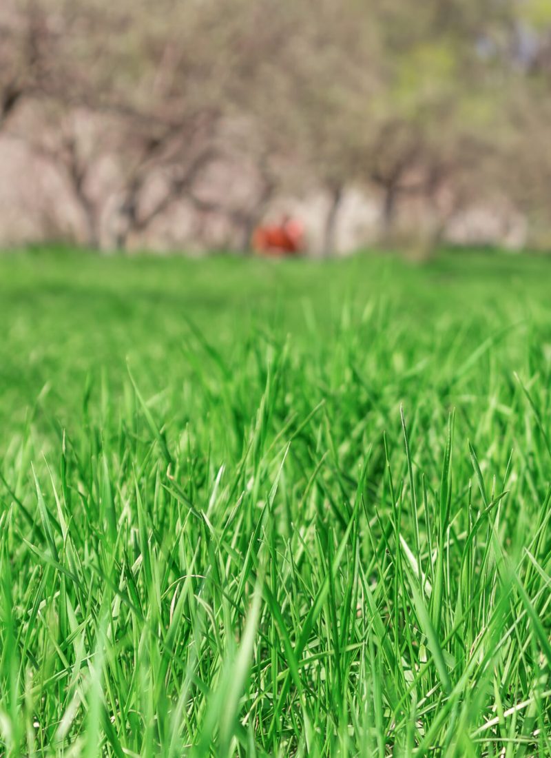 Close up green grass field with blur blooming garden in the background Close up green grass field with blur blooming garden in the background