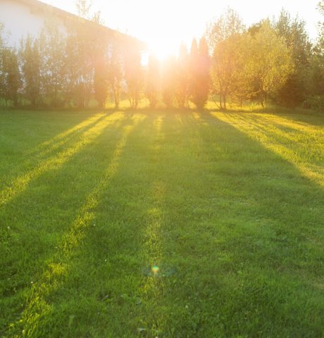 front-or-back-yard-of-house-background-of-grass-l-2025-01-16-07-45-47-utc front-or-back-yard-of-house-background-of-grass-l-2025-01-16-07-45-47-utc