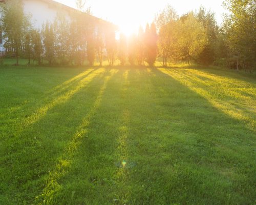 front-or-back-yard-of-house-background-of-grass-l-2025-01-16-07-45-47-utc front-or-back-yard-of-house-background-of-grass-l-2025-01-16-07-45-47-utc