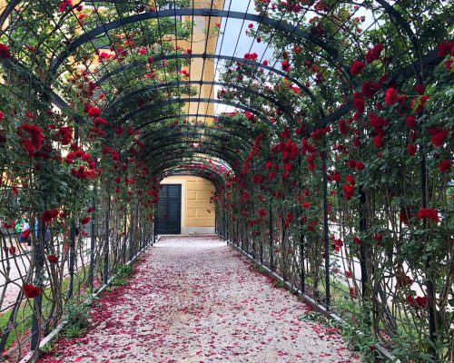 garden-tunnel-2025-01-08-03-03-46-utc garden-tunnel-2025-01-08-03-03-46-utc