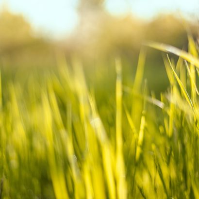 Green spring grass in sunlight horizontal background in sunny summer day in park Fresh spring sunny garden background of green grass and blurred foliage bokeh.