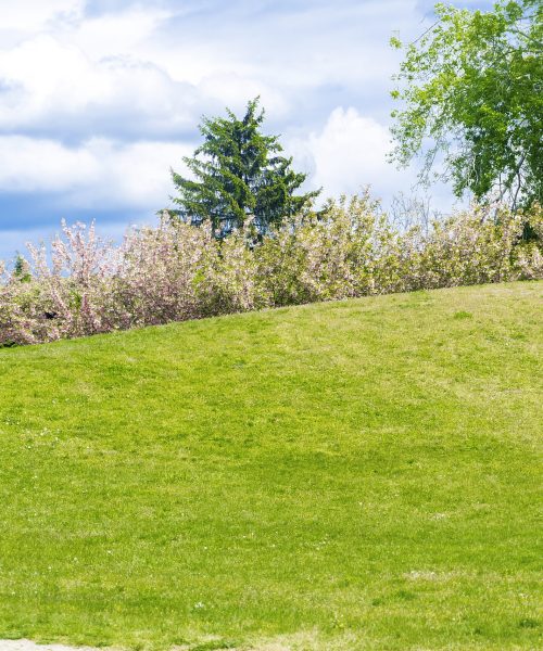 Scenic view of beautiful small mountains, hills, mounds with green grass lawn,flowers bushes against bright blue sky with clouds in city botanic park. Scenic view of beautiful small mountains, hills, mounds with green grass lawn,flowers bushes against bright blue sky with clouds in city botanic park.